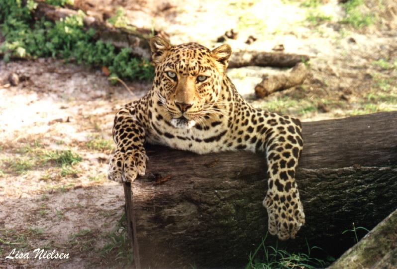 sorry about the blank!  leopard - 140-3.jpg (1/1); DISPLAY FULL IMAGE.