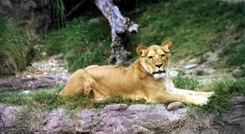 lioness at Busch Gardens FL - 219-21.jpg (1/1); DISPLAY FULL IMAGE.