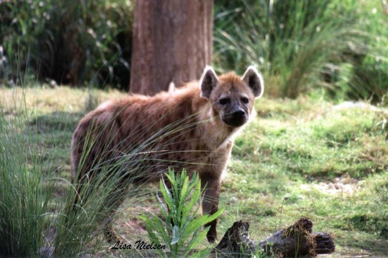 hyena at busch gardens FL -- Spotted Hyena; DISPLAY FULL IMAGE.