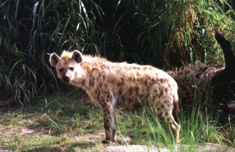 hyaena - 235-5.jpg (Spotted Hyena); DISPLAY FULL IMAGE.