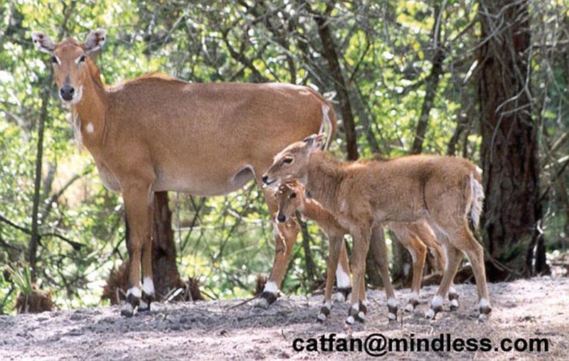 female and young nilgai - 253-12.jpg - nilgai or blue bull (Boselaphus tragocamelus); DISPLAY FULL IMAGE.