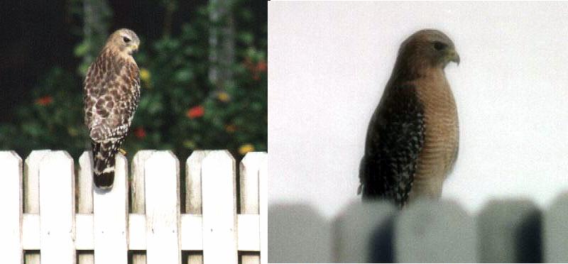 what is this bird? - 255-21-24.jpg (0/2); DISPLAY FULL IMAGE.