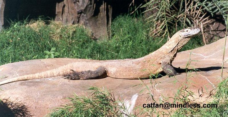 komodo dragon - 256-19.jpg (1/1); DISPLAY FULL IMAGE.