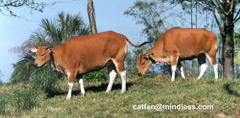 banteng - Bos javanicus - 257-14.jpg; DISPLAY FULL IMAGE.