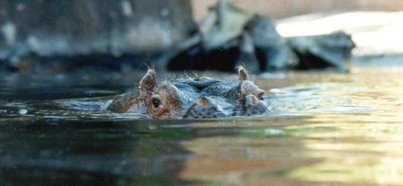hippo - 270-10a.jpg (1/1); DISPLAY FULL IMAGE.