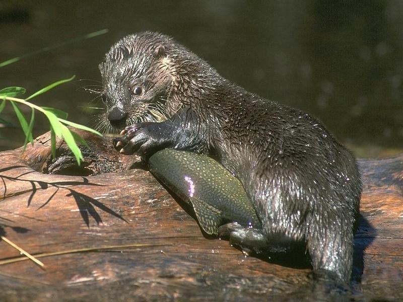 Alaskan Wildlife 1024 by 768 (173037b.jpg); DISPLAY FULL IMAGE.