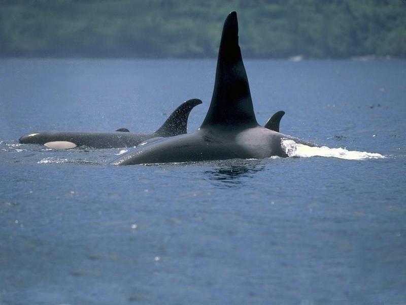 Alaskan Wildlife 1024 by 768 (173067b.jpg); DISPLAY FULL IMAGE.