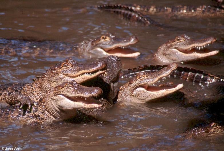 American alligator 13; DISPLAY FULL IMAGE.