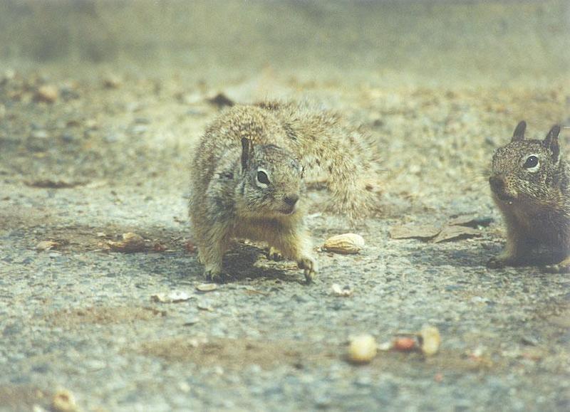 Calif Ground Squirrel april12.jpg (1/1) 13 20; DISPLAY FULL IMAGE.