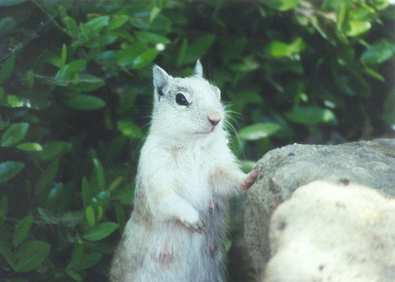 Squirrel april20.jpg (1/1) 77; DISPLAY FULL IMAGE.