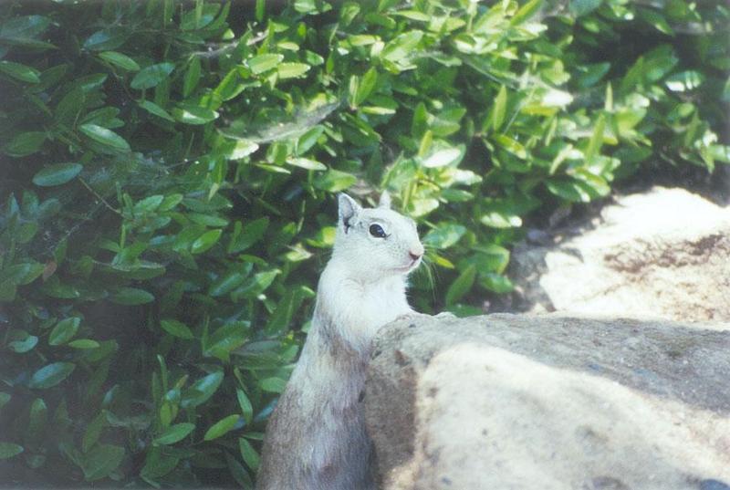 Squirrel april21.jpg (1/1) 110; DISPLAY FULL IMAGE.