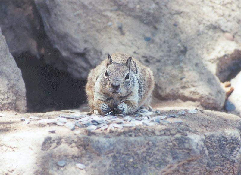 Squirrel april24.jpg (1/1) 90; DISPLAY FULL IMAGE.