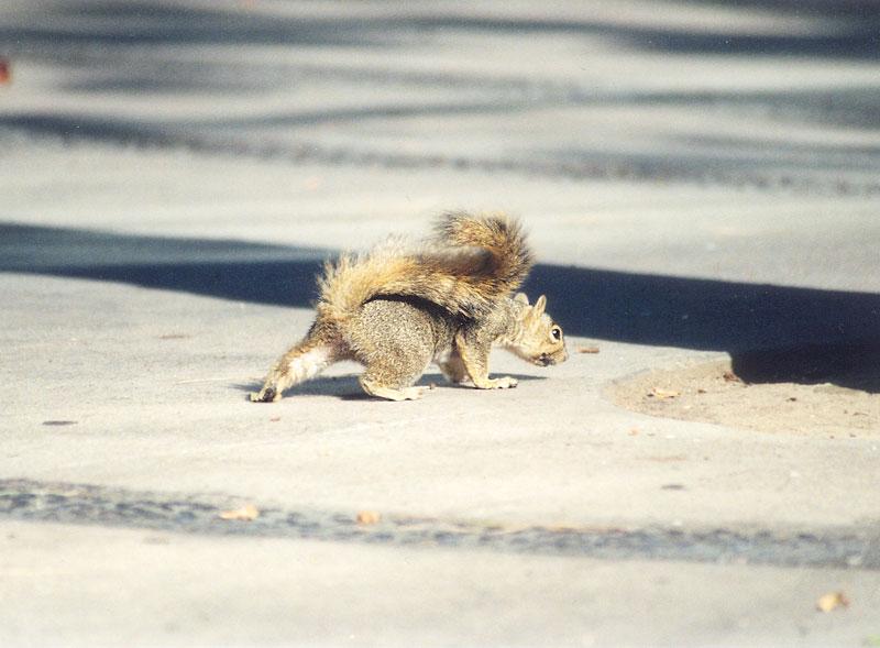 Squirrel april25.jpg (1/1) 73; DISPLAY FULL IMAGE.