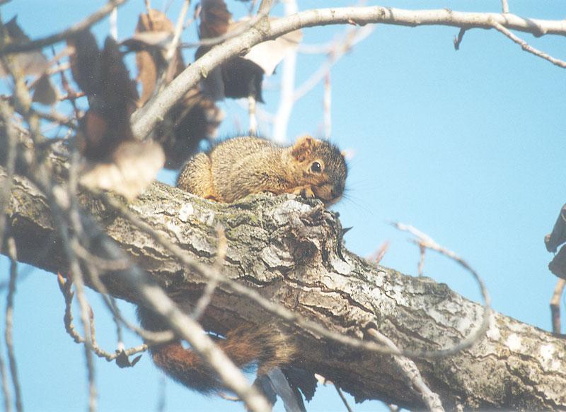 Squirrel april26.jpg (1/1) 103; DISPLAY FULL IMAGE.
