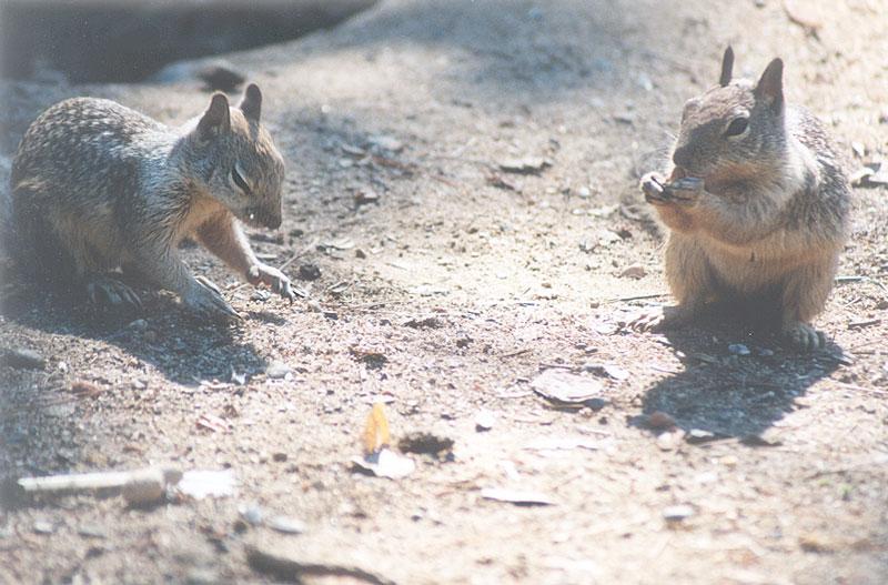 Squirrel april28.jpg (1/1) 111; DISPLAY FULL IMAGE.