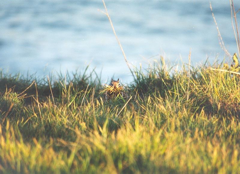 Calif Ground Squirrel april4.jpg (1/1) 05 20; DISPLAY FULL IMAGE.