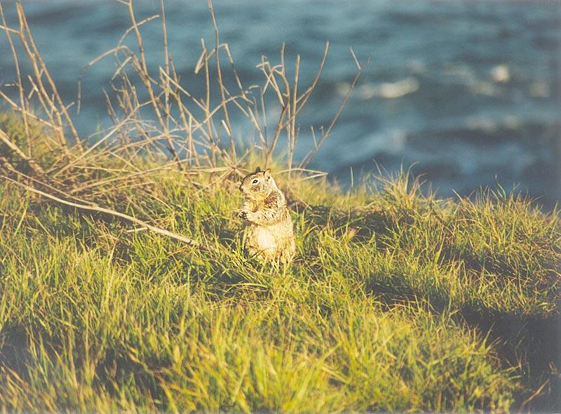 Calif Ground Squirrel april5.jpg (1/1) 06 20; DISPLAY FULL IMAGE.