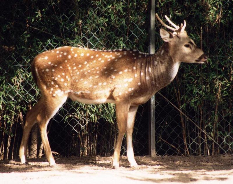 More Copenhagen Zoo - Axis Deer (Axis axis) male - and a question on using Photoshop; DISPLAY FULL IMAGE.