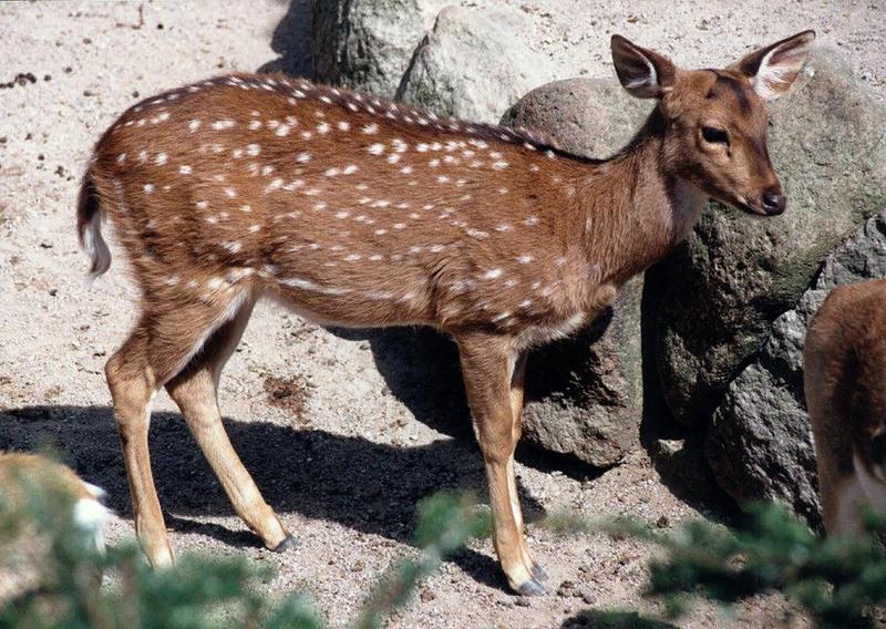 More Hagenbeck Zoo - no tiger this time - juvenile Axis deer (Axis axis) portrait; DISPLAY FULL IMAGE.