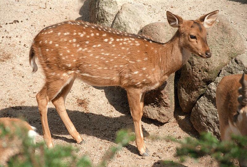 Another rescan/repost plus old version for comparison - Axis deer (Axis axis) in Hagenbeck Zoo; DISPLAY FULL IMAGE.
