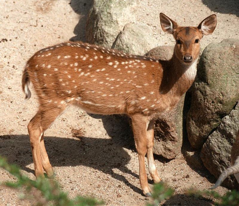 Axis deer (Axis axis) in Hagenbeck Zoo - another shot, caught looking at the camera; DISPLAY FULL IMAGE.