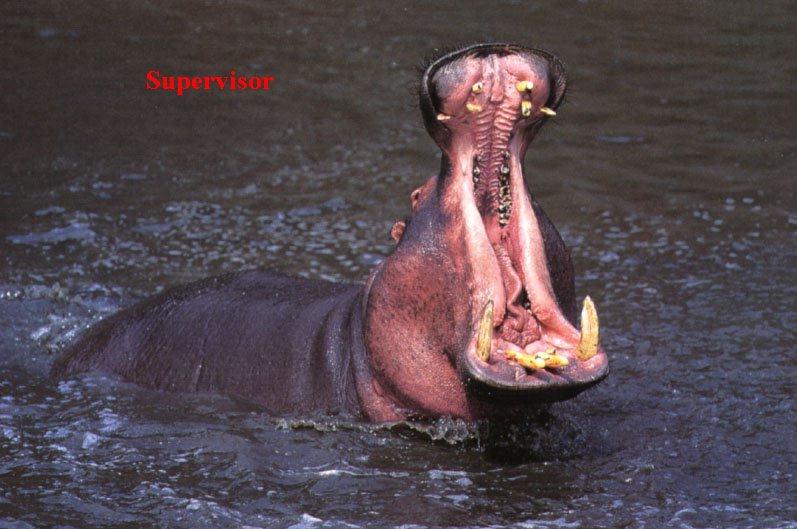 Big Mouth - Hippo - The Sales Manager  - nsa19m.jpg (0/1); DISPLAY FULL IMAGE.