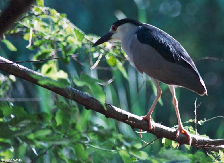 Black-Crowned Night Heron 2; DISPLAY FULL IMAGE.