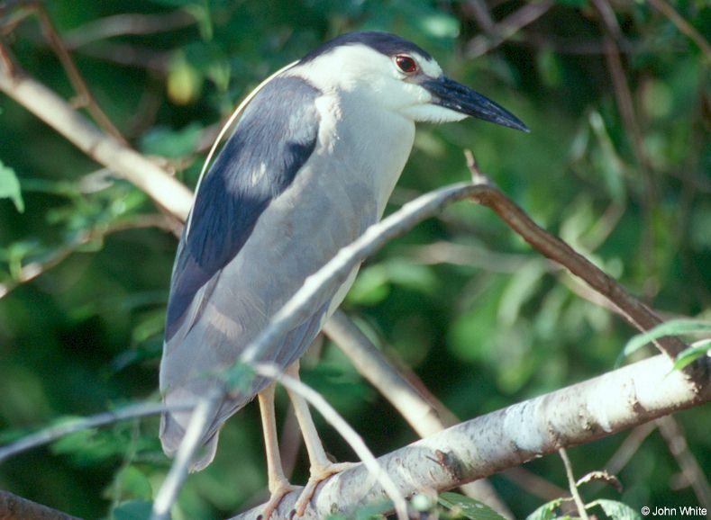 More of the Black-Crowned Night Heron 1; DISPLAY FULL IMAGE.