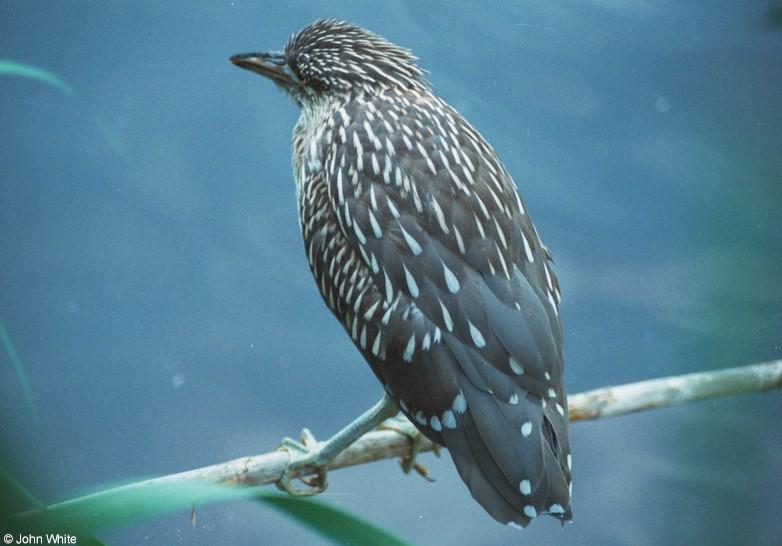 Black-Crowned Night Heron (immature); DISPLAY FULL IMAGE.