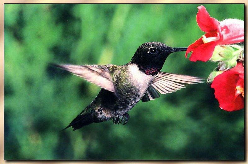 Hummingbird - Male Black-chinned; DISPLAY FULL IMAGE.