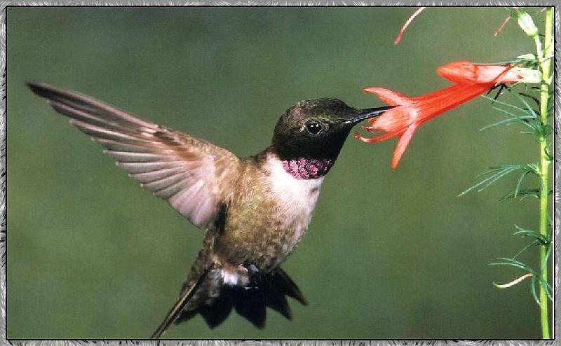 Hummingbird - Male Black-chinned; DISPLAY FULL IMAGE.