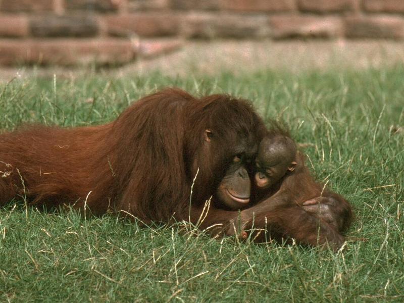 Orang Utans; DISPLAY FULL IMAGE.