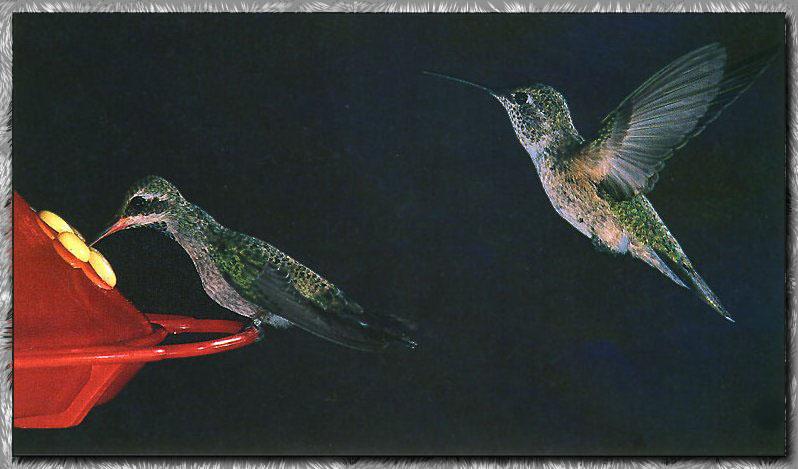 Hummingbird - Blue-throated & Black-chinned; DISPLAY FULL IMAGE.