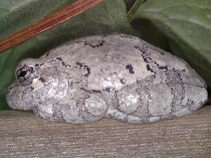 Cope's Gray Treefrog - Hyla chrysoscelis; DISPLAY FULL IMAGE.