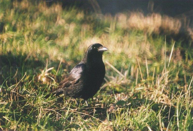 Birds from the Netherlands - carrion_crow3.jpg; DISPLAY FULL IMAGE.