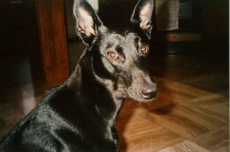 What kind of breed is this?; DISPLAY FULL IMAGE.