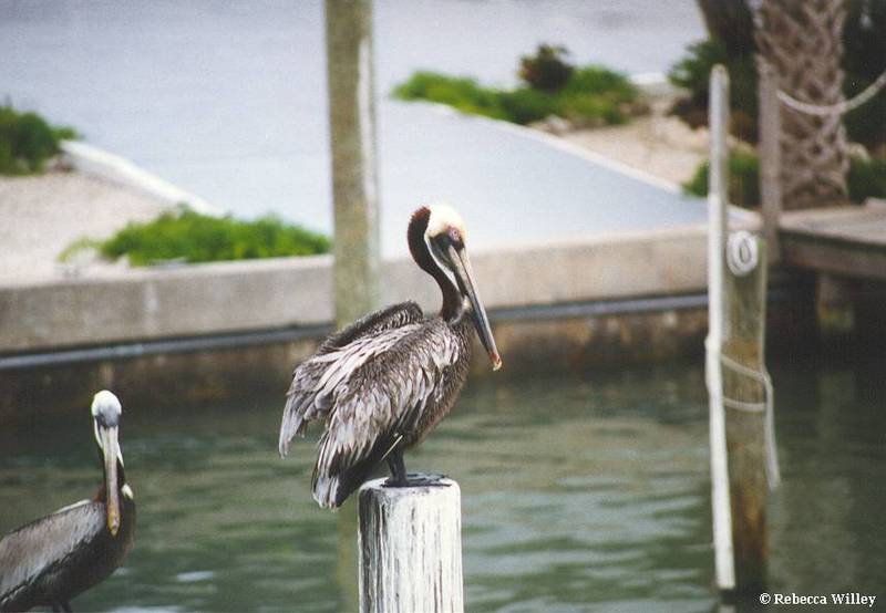 Pelican; DISPLAY FULL IMAGE.