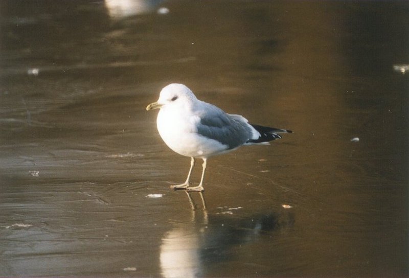 Birds from the Netherlands - common_gull.jpg; DISPLAY FULL IMAGE.