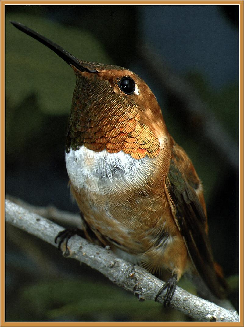 Ds-Cal Oiseaux 12 - Colibri roux.jpg; DISPLAY FULL IMAGE.