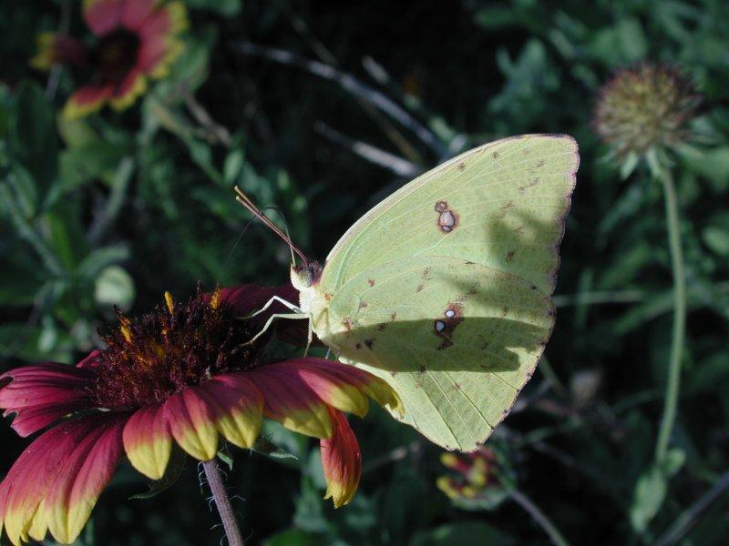 Sulphur; DISPLAY FULL IMAGE.