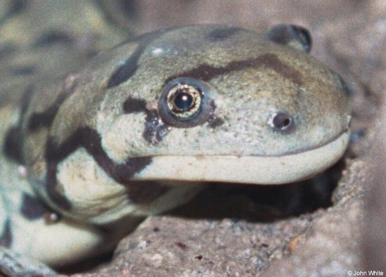 Eastern tiger salamander (Ambystoma tigrinum tigrinum); DISPLAY FULL IMAGE.