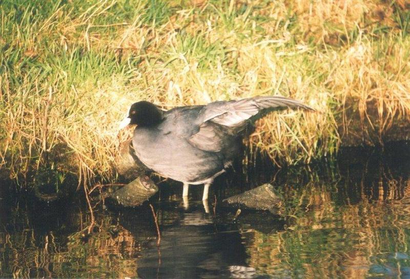 Birds from the Netherlands - coot4.jpg; DISPLAY FULL IMAGE.