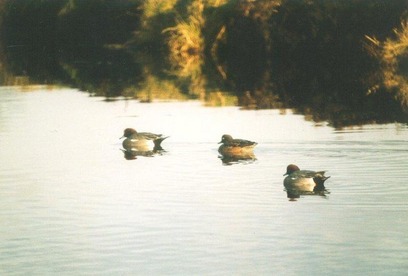 Birds from the Netherlands - eurasian_wigeons1.jpg; DISPLAY FULL IMAGE.