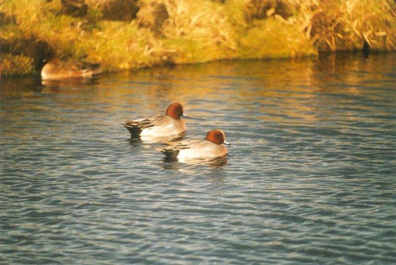 Birds from the Netherlands - eurasian_wigeons2.jpg; DISPLAY FULL IMAGE.