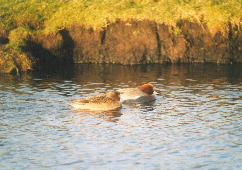 Birds from the Netherlands - eurasian_wigeons4.jpg; DISPLAY FULL IMAGE.