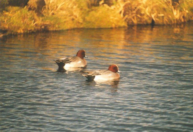 Birds from the Netherlands - eurasian_wigeons5.jpg; DISPLAY FULL IMAGE.