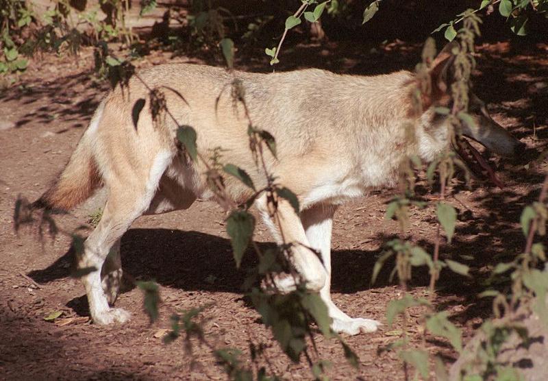 Copenhagen Zoo Wolves - here's a young one on the way to the hideout; DISPLAY FULL IMAGE.