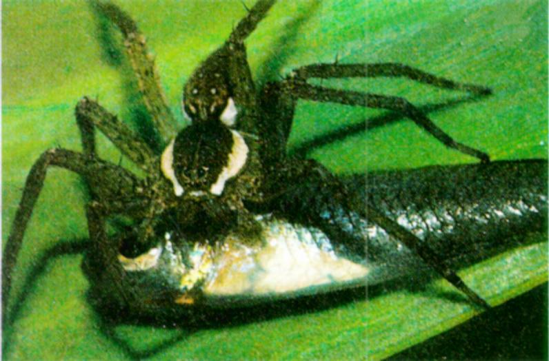 FishingSpider_J01-Hunted_a_fish.jpg [1/1]; DISPLAY FULL IMAGE.