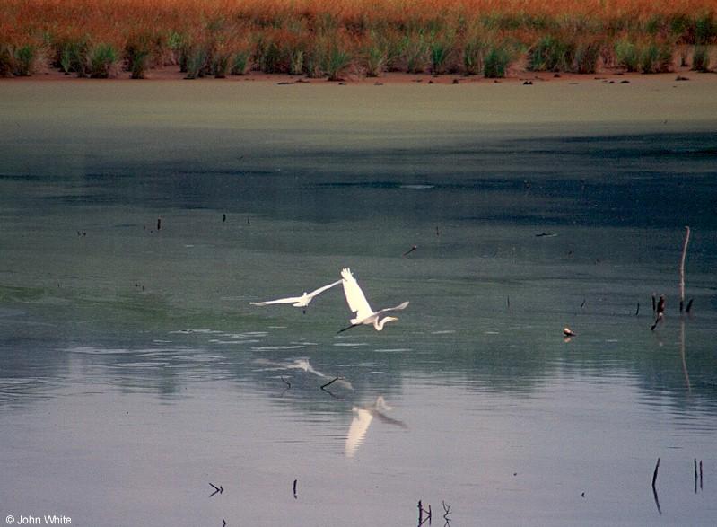 Great egret 1; DISPLAY FULL IMAGE.