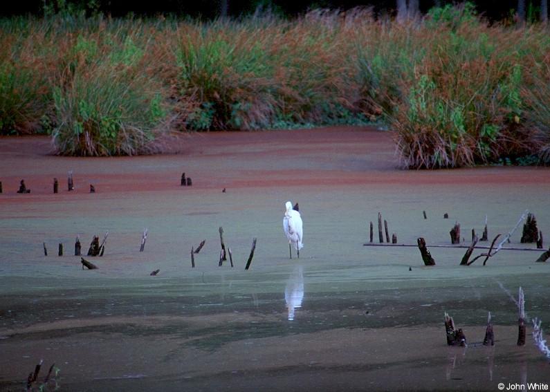 Great Egret 2; DISPLAY FULL IMAGE.